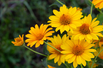 Beautiful yellow daisies on a green blurred background. Close-up. The concept of growing flowers in the garden. Copyspace.