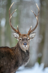 Naklejka na ściany i meble Portrait male deer in the winter forest. Animal in natural habitat