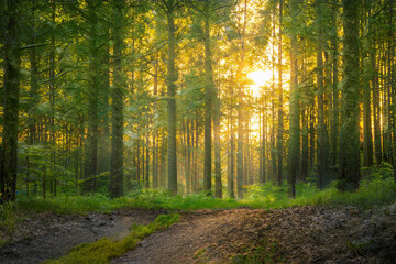 Naklejka premium Magical sunset in the forest.