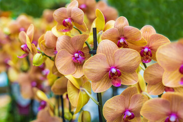 Close-up of a yellow-purple spotted orchid on a blurry yellow and green floral background. Soft selective focus. Bright floral background for the designer. Phalaenopsis orchid in the store.