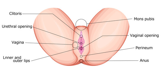 Obraz premium 女性生殖器（外性器）英語