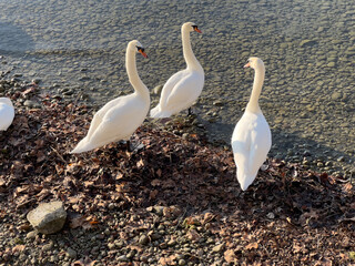 Bodensee im Winter bei Konstanz