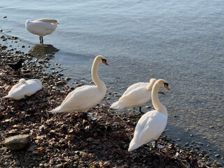 Bodensee im Winter bei Konstanz