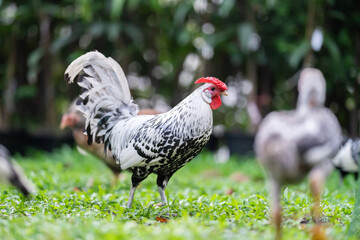 Hamburg Chick at the outdoor field in human home garden.