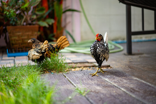 Silver White SeBright Chick walking on the wood cement floor at backyard home garden in afternoon time with 2 SeBright Chicken at the  background.