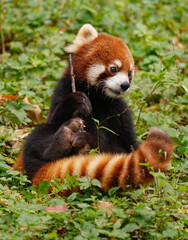 Naklejka premium Magician red panda