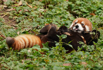 cute red panda