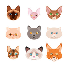 A set of cat heads on a white background. Cartoon design.
