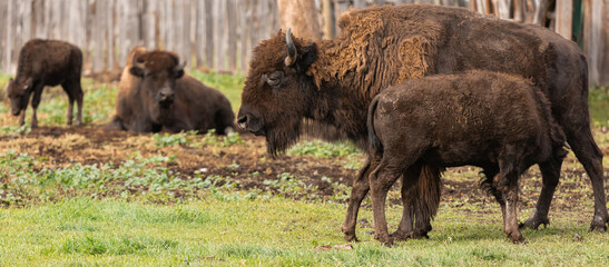 Bisons grazing in the field. Female buffalo bison feeding her calf.
