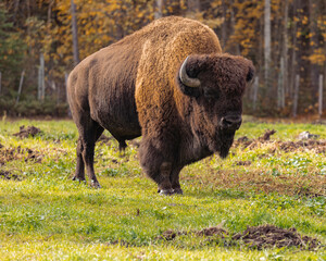 Large male of bison in the forest. Buffalo walking across the forest © Elena_Alex