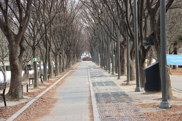 가로수길