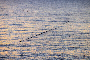 朝の海に仕掛けられた網の浮き