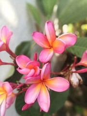 Fototapeta premium edf