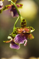 Fototapeta na wymiar Green and Purple Miltonia Orchid