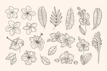Tropical Flowers Collection Orchids, Hibiscus, Plumeria and Palm Leaves in a Trendy Minimalist Liner Style. Vector - 481085978