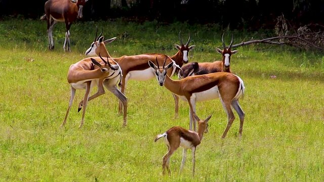 African antelope and baby springbuck standing around 4K 30fps
