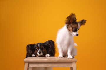 Fototapeta premium studio portrait of Papillion on yellow
