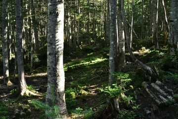 Mountain climbing in summer season