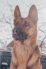 Portrait of a Beautiful Young Purebred German Shepherd Girl