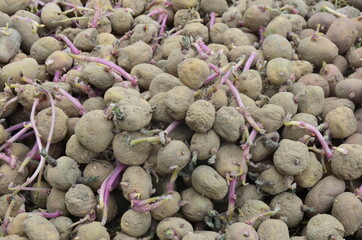 Fototapeta na wymiar sprouted potato tubers with white sprouts for planting