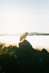 merle border collie in mountains sunset over the sea