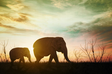 Mother elephant walk with her baby on savanna