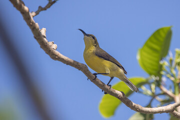 Sunbird sitting singing on a branch with leaves and blue sky background 