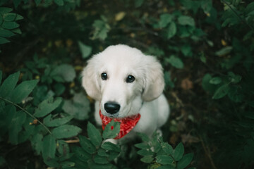 golden retriever puppy red bandana