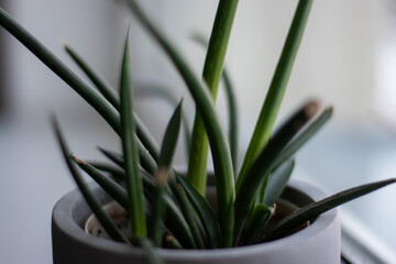 Close-up of green leaves. Landscaping at home and office.