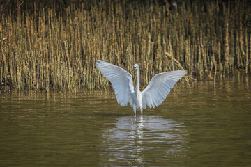white little egret posed with wide spread wings standing in the water with reflections 