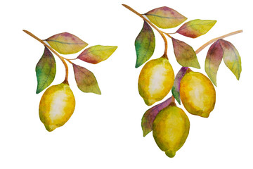 Watercolor lemon fruits on a branch with leaves set. Hand drawn citrus tree on isolated background.