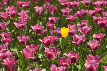 beautiful natural bunch of flower tulips in garden