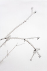 A branch covered with hoarfrost against the background of a snow cover.