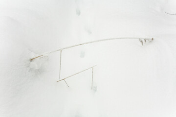 Traces of an animal on loose white snow.