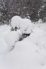Young pines are covered with a thick layer of snow.