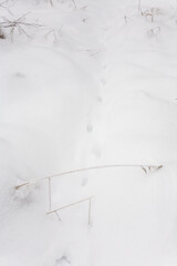 Traces of an animal on loose white snow.