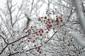 snowy winter landscape