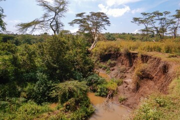 Scenic view of Acacia trees growing on the banks of Athi River in Nairobi National Park, kenya