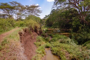 Fototapeta na wymiar Scenic view of Acacia trees growing on the banks of Athi River in Nairobi National Park, kenya