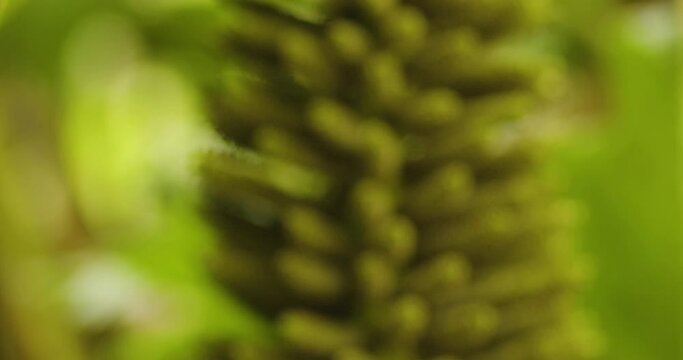 Revealed Gunnera Manicata Flowers On Springtime. Rack Focus Shot