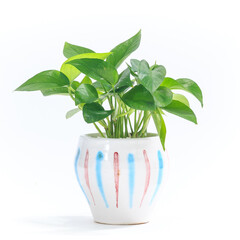 ポトス・パーフェクトグリーンの植え込み