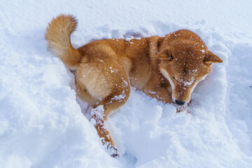 The Shiba Inu Japanese dog plays in the snow in winter.