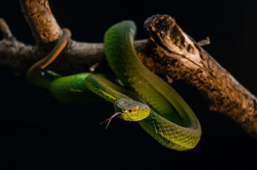 snake in the grass