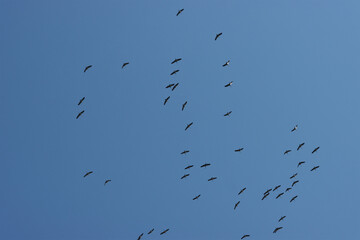 Crane birds flying in the sky.