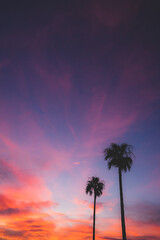 夕焼け空とヤシの木