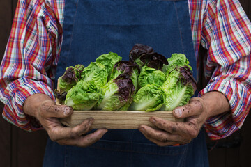 Senior man holding in hands harvest of fresh homegrown lettuce