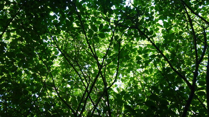 Fototapeta premium Beautiful green tree with leaves