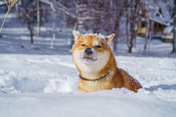 The Shiba Inu Japanese dog plays in the snow in winter.