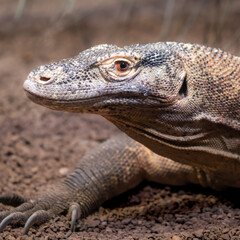 Ein Waran im Terrarium im Zoo.