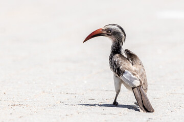 Red billed horn bill poses at the entrance of kruger national park in south africa in the sun